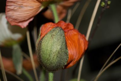 Close-up of orange flower