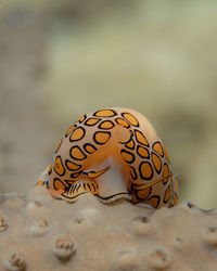 Close-up of snail