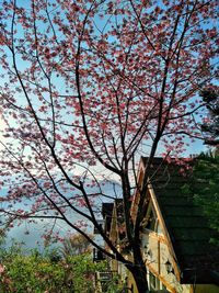 Low angle view of trees against sky