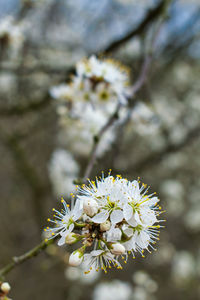 Close-up of white cherry blossom