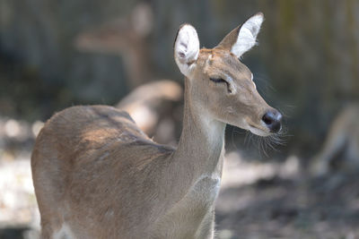 Close-up of deer