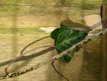 Close-up view of leaf