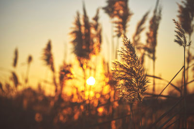 Close-up of fresh plants on field against sky during sunset