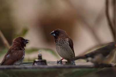 Spice finch lonchura punctulata bird perches on the edge of a bird bath.