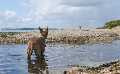 Rear view of dog on shore against sky