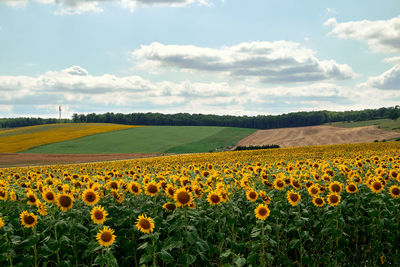 Scenic view of sunflower field against cloudy sky