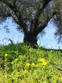 Yellow flowering plant on field against sky