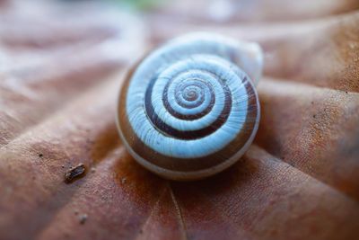 White snail on the plant