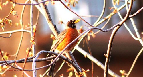 Close-up of bird perching on branch