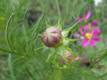 Close-up of fresh green plant