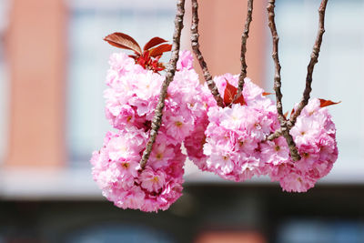 Close-up of pink cherry blossom