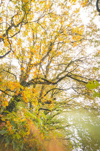 Low angle view of trees in forest