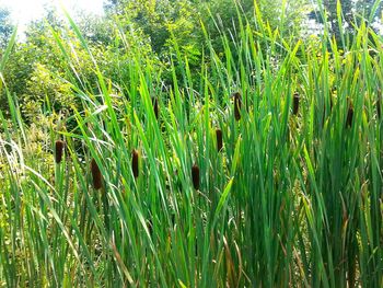 Crop growing in field