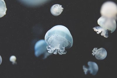 Close-up of jellyfish swimming in aquarium berlin