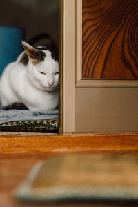 Cat resting on couch