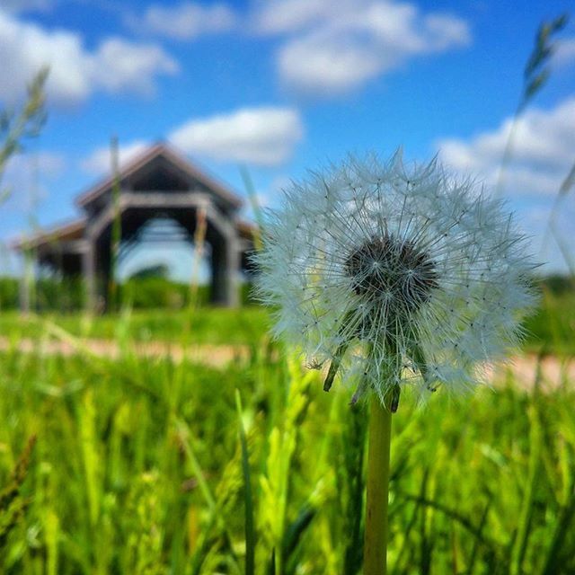flower, dandelion, growth, focus on foreground, fragility, field, freshness, stem, plant, close-up, sky, nature, flower head, grass, beauty in nature, wildflower, selective focus, day, uncultivated, blooming