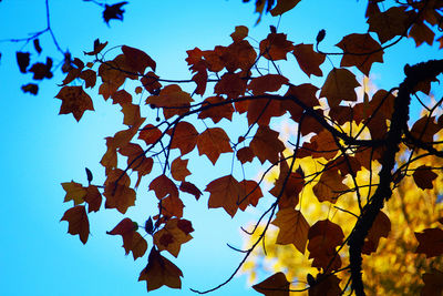 Low angle view of maple leaves against clear sky