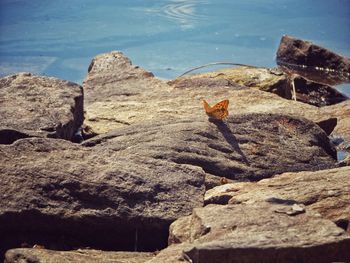 High angle view of crab on rock by sea