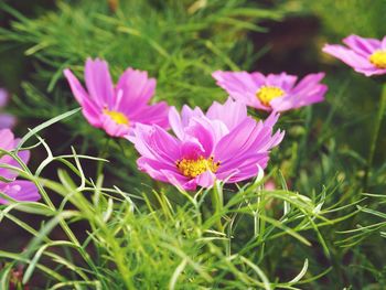 Close-up of pink flowering plants on field