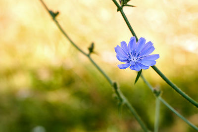 Close-up of purple flowering plant