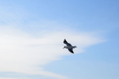 Low angle view of bird flying