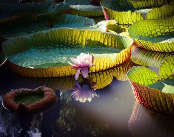 Close-up of flowers floating on water