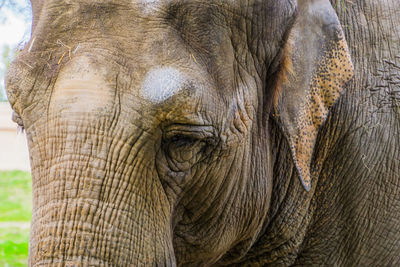 Close-up of elephant