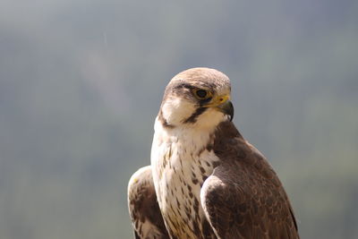 Close-up of a bird