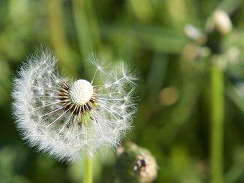 Close-up of dandelion flower