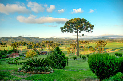 Trees on field against sky