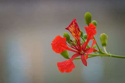 Close-up of red flowering plant