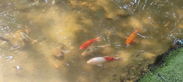 High angle view of koi carps swimming in lake