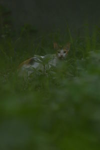 Portrait of kitten relaxing on grass