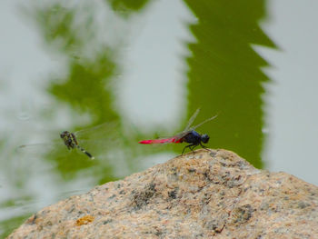 Close-up of insect on rock
