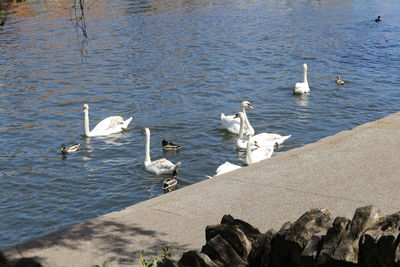 Group of swans and mandarin ducks on the river bank on sunny day in spring, berkshire, uk