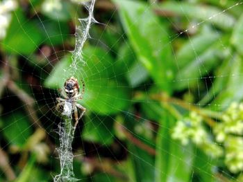 Close-up of spider on web