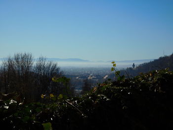 Plants growing on landscape against clear sky