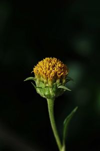 Close-up of yellow flower blooming against black background