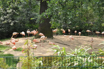 Birds perching on a tree