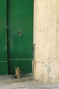 Cat sitting on green door