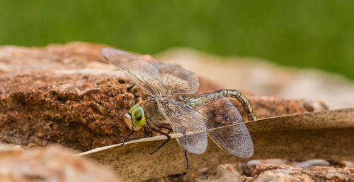 Close-up of insect on leaf