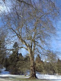 Bare trees on snow covered landscape against sky