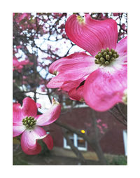 Close-up of pink cherry blossoms