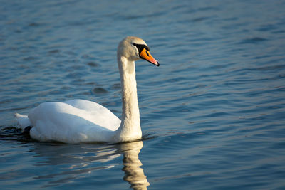 White single swan swimming on the water