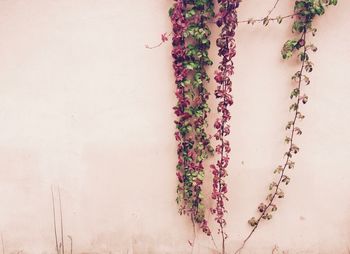 Close-up of ivy growing on wall