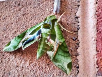 Close-up of grasshopper on leaf