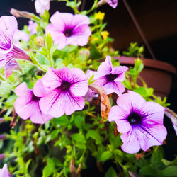 Close-up of purple flowering plants