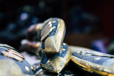 Close-up of crab on metal table