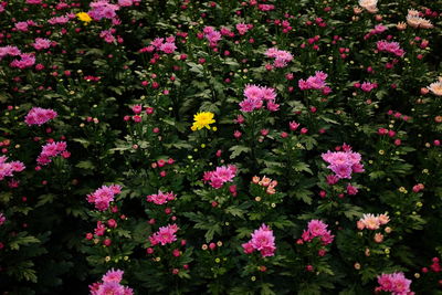 Full frame shot of pink flowers