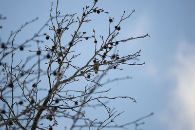 Low angle view of bare tree against sky